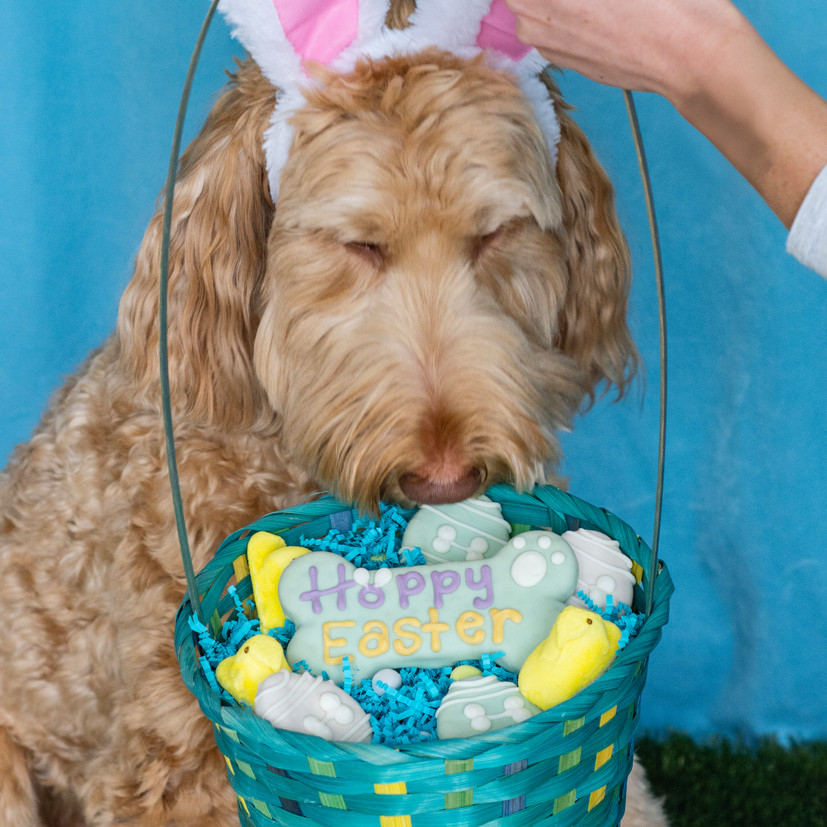 Hoppy Easter Bone | Easter