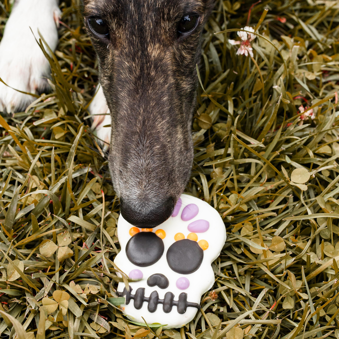 Sorta Sweet, Sorta Spooky Skulls | Halloween