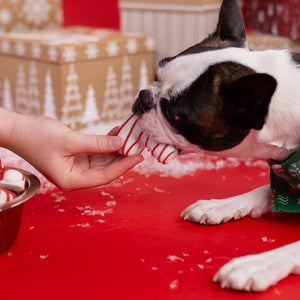 Candy Cane Chaos Box | Christmas Pre-Packaged