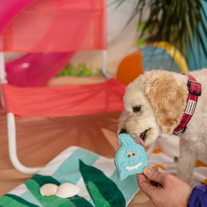 Chummy Shark | Summer Sniff-ari & Sea