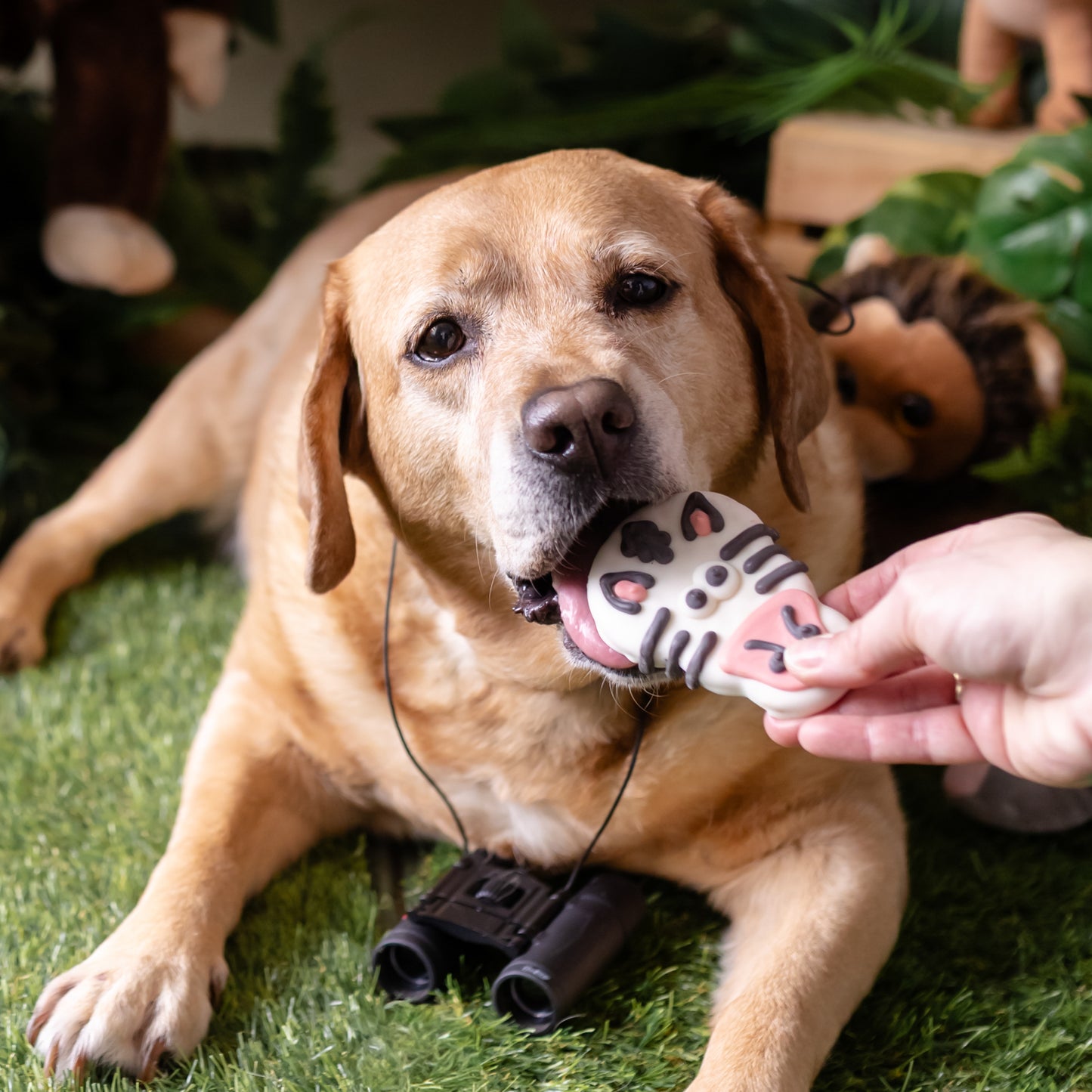 Summer Sniff-Ari Bundle | 10% OFF