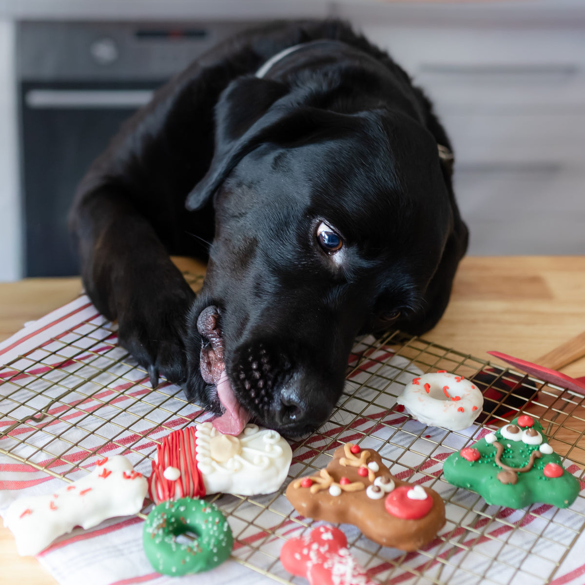 Festive Paw-nuts | Christmas