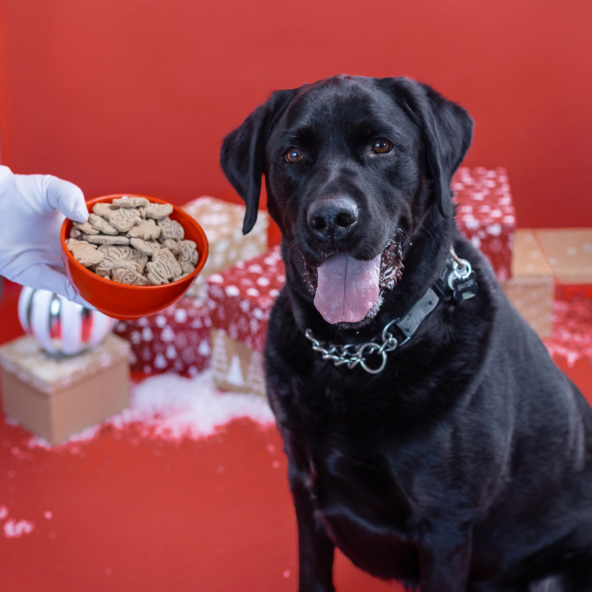 Frost Bites | Christmas Pre-Packaged