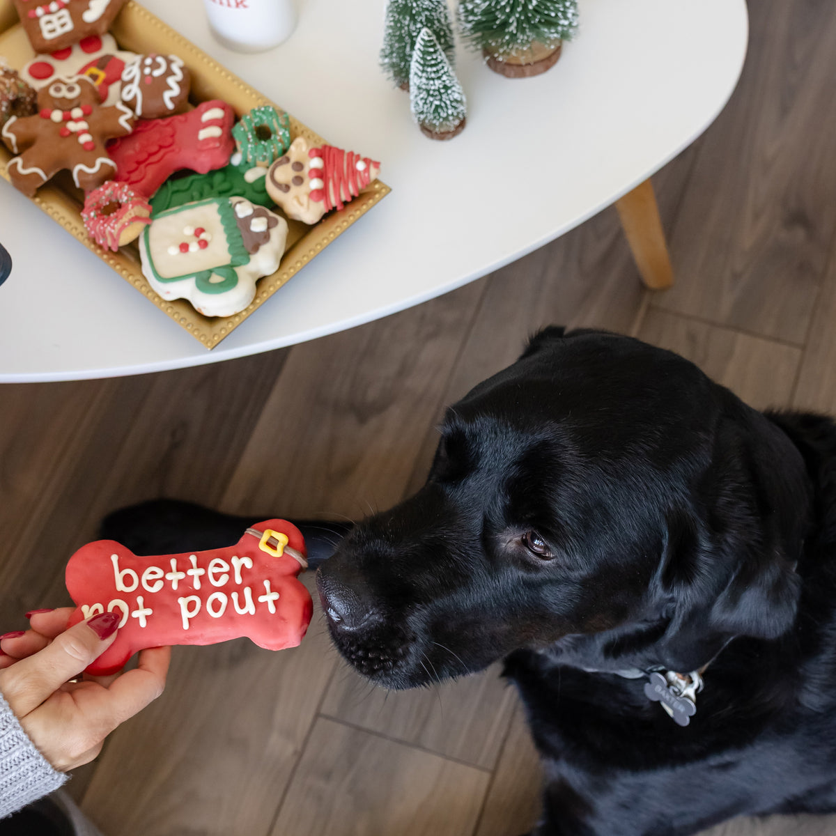 The Paw-some Pair | Christmas
