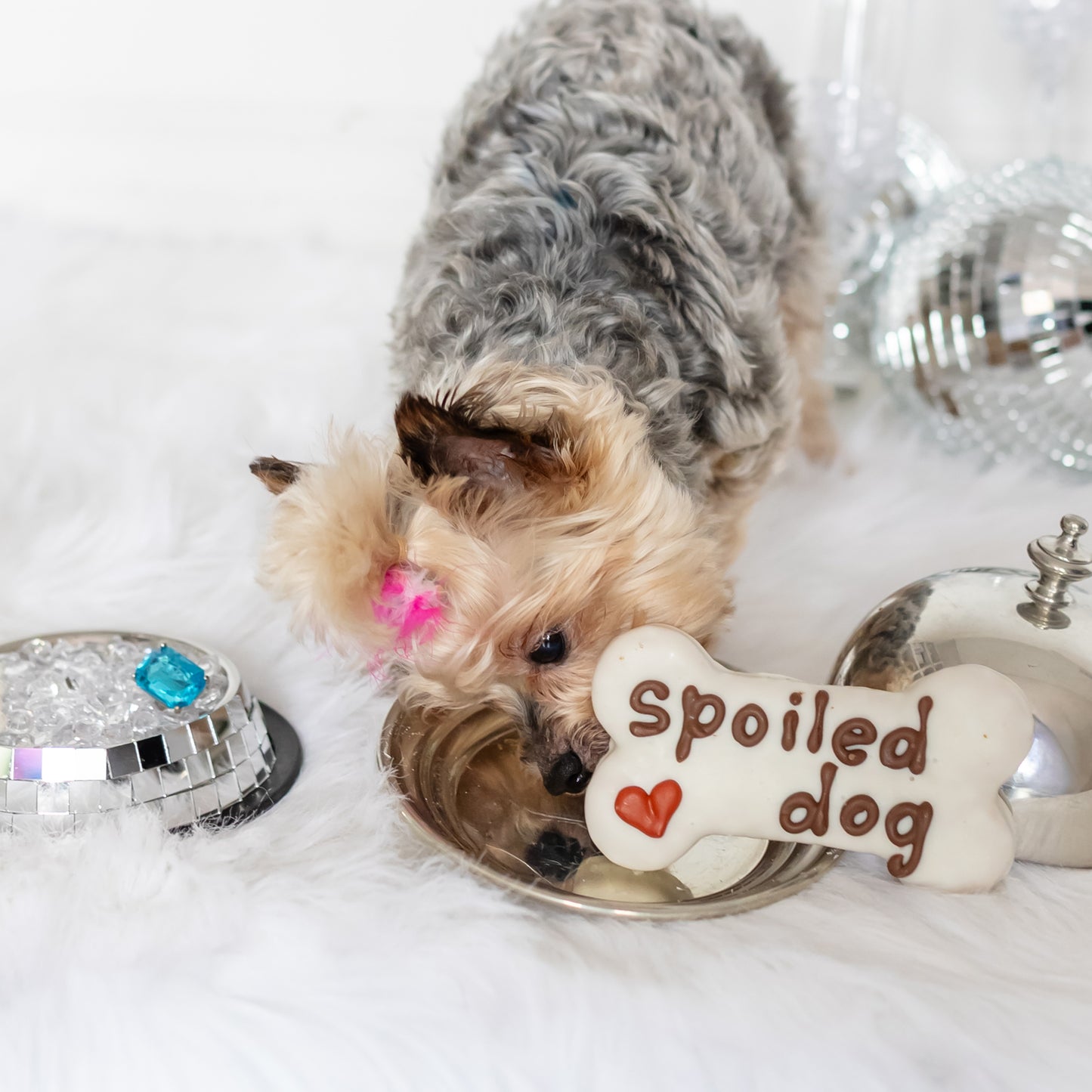 Spoiled Dog Bone | Natural Dog Thoughts