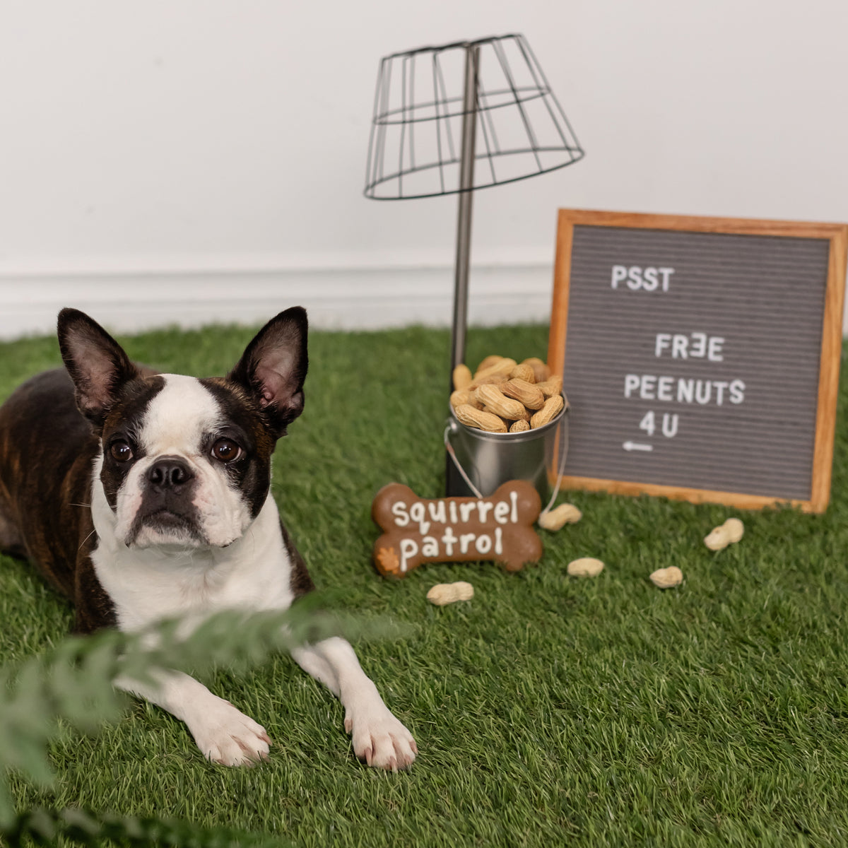 Squirrel Patrol Bone | Natural Dog Thoughts
