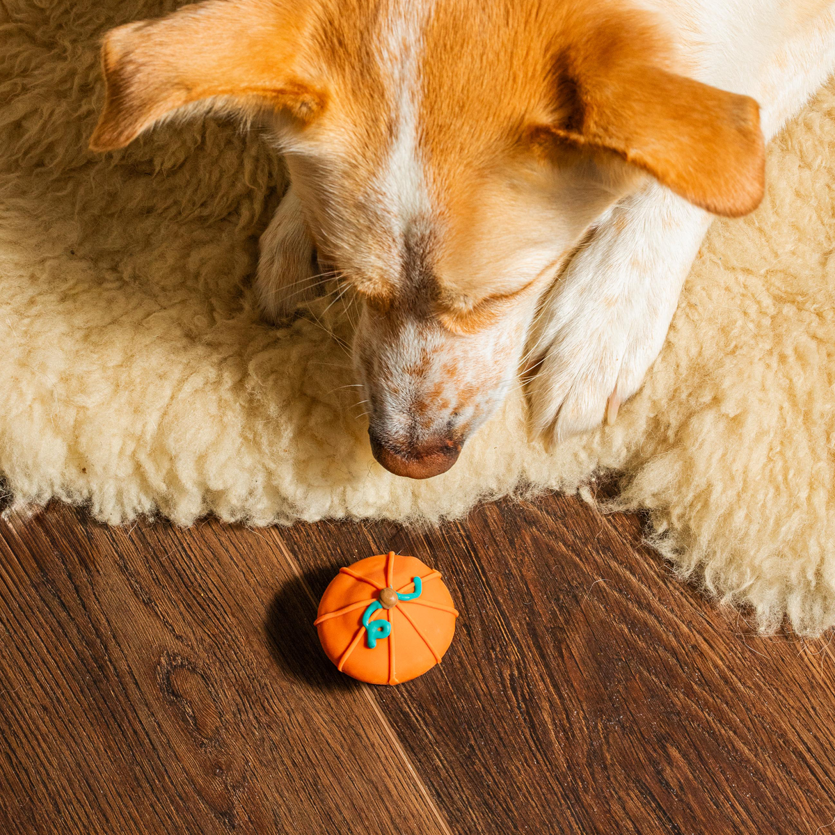 Let's Give 'Em Pumpkin To Talk About | Fall (case)