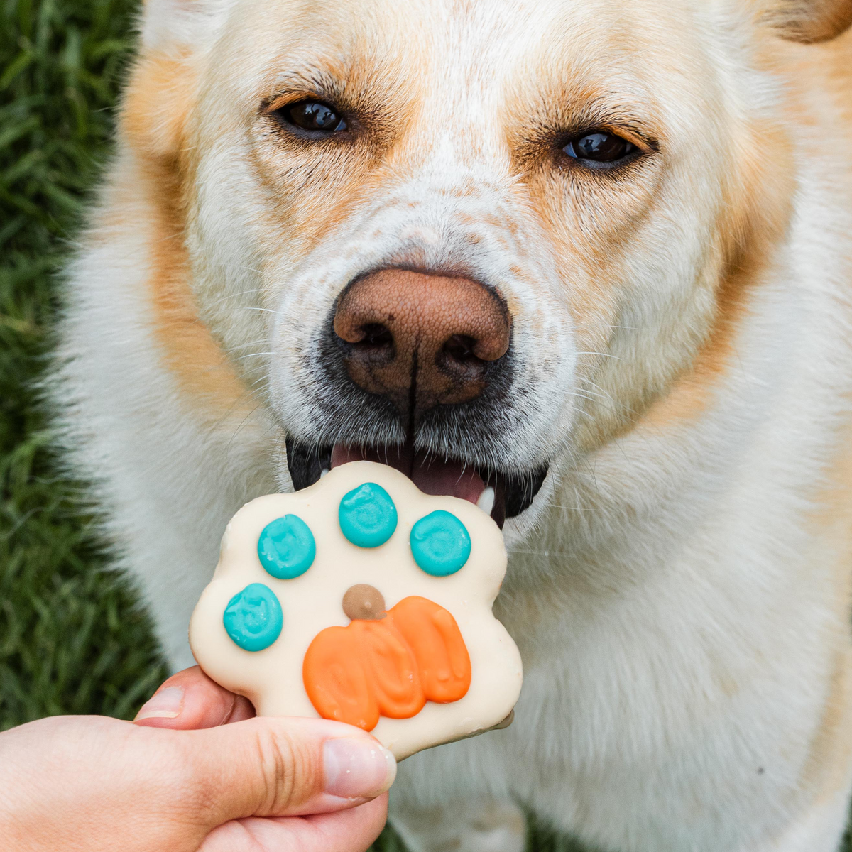 Best Looking Paw in the Patch | Fall