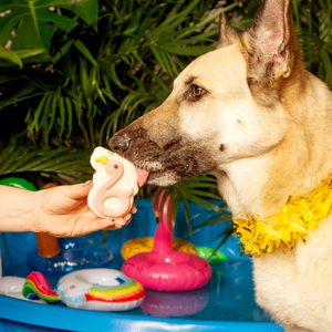 Buoyant Buddies | Summer Pool Pawty