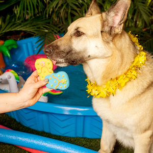 Floatin' Flops | Summer Pool Pawty