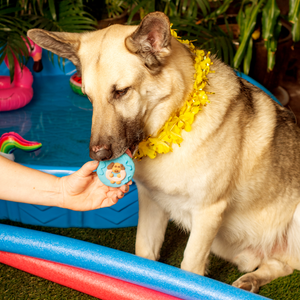 Pool Fur, Don't Care | Summer Pool Pawty