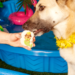 Misty the Merdog  | Summer Pool Pawty