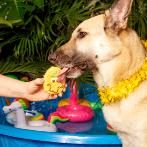 Tipsy Pineapple | Summer Pool Pawty