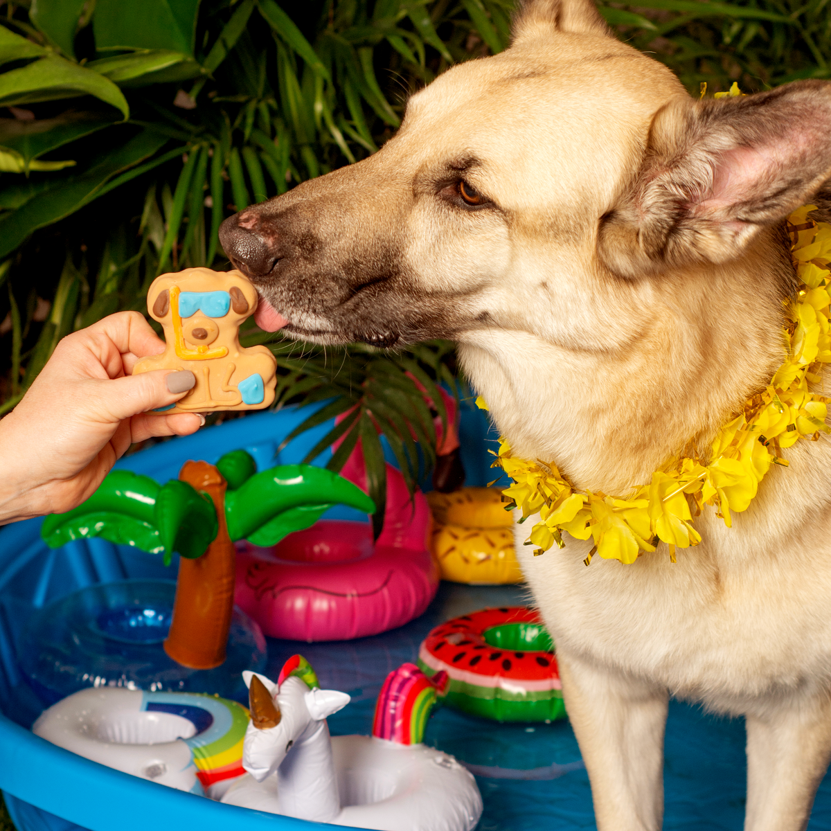 Deep Pool Diver | Summer Pool Pawty