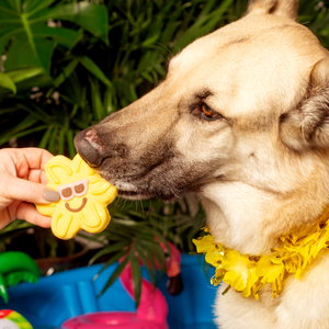 Free Sunburns  | Summer Pool Pawty