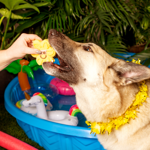 Free Sunburns  | Summer Pool Pawty