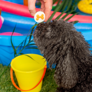 Baby Pool Sized Treat Cups | Summer Pool Pawty