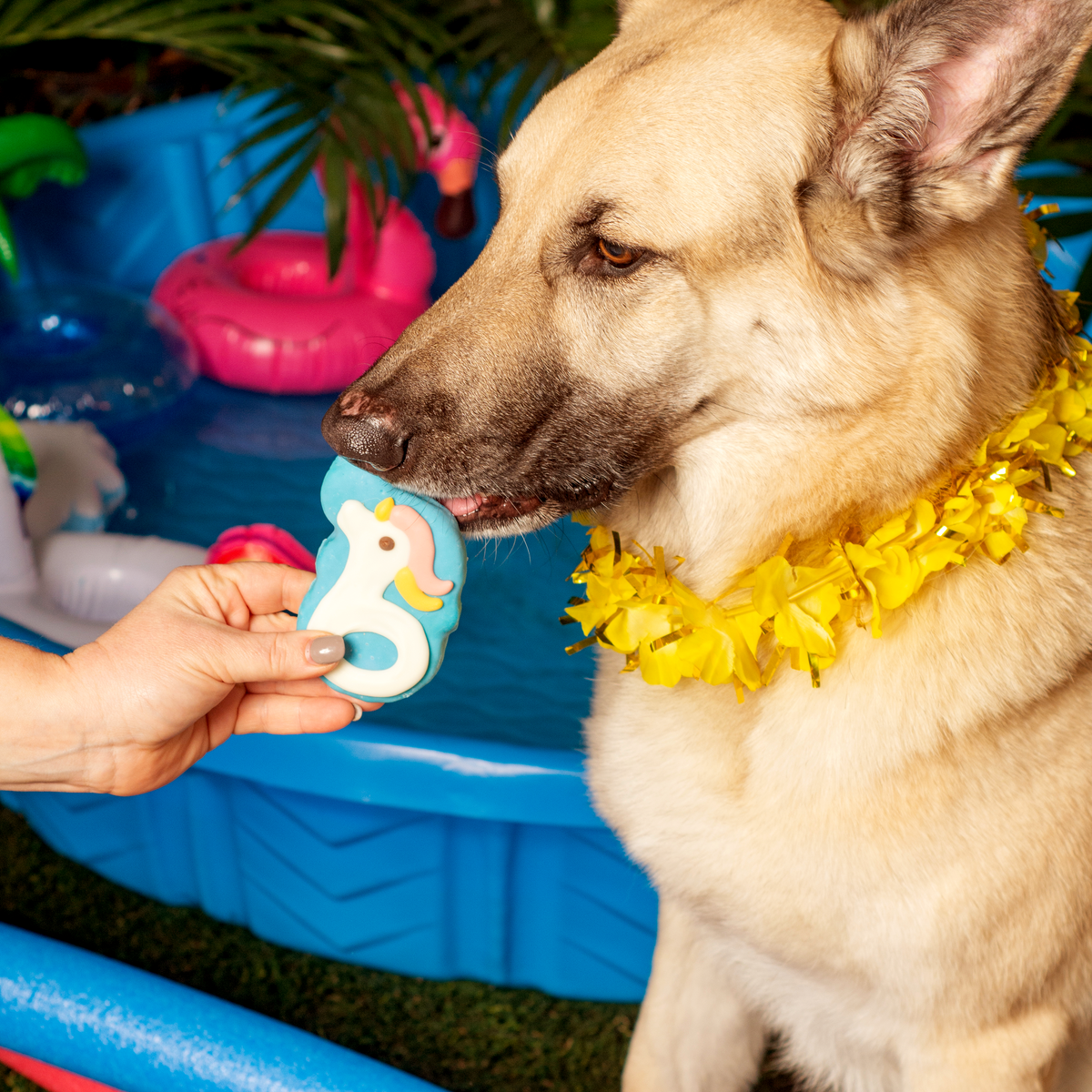 Buoyant Buddies | Summer Pool Pawty