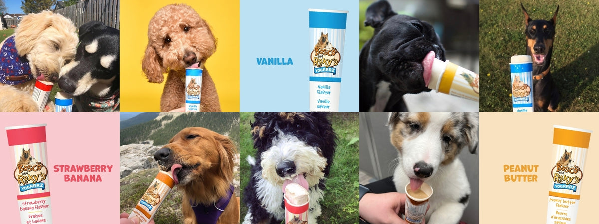 Frozen Yogurt for Dogs | Bosco and Roxy's Wholesale Frozen Yogurt for ...