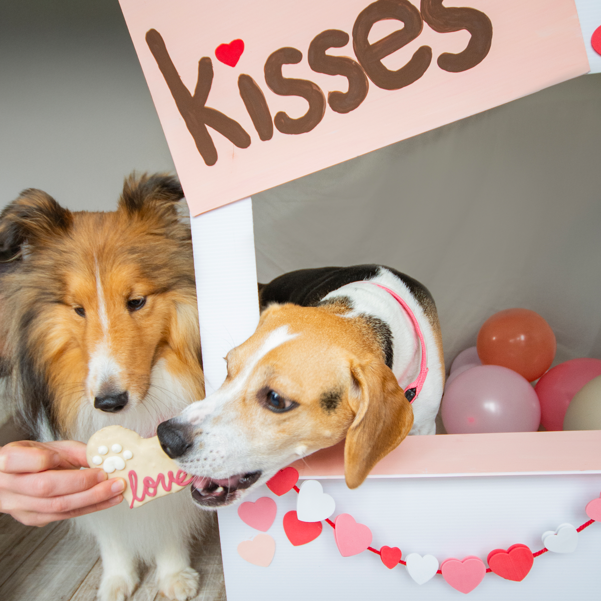 Love Hearts | Love Your Pooch
