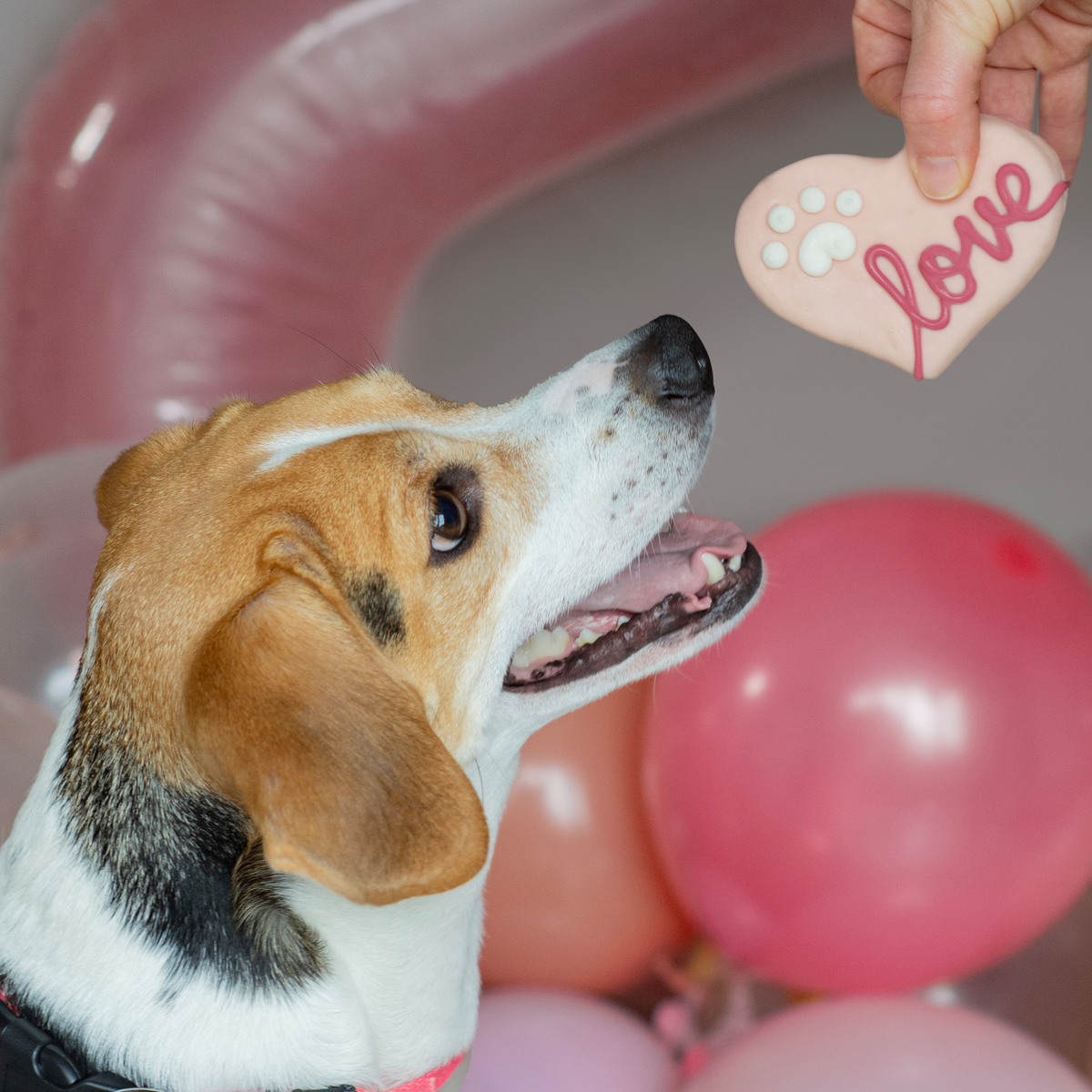Love Hearts | Love Your Pooch